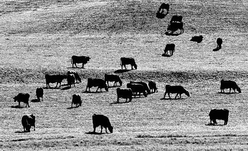 black-and-white silhouette of herd of cattles cow