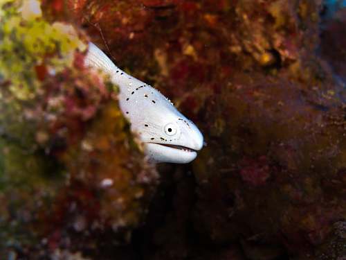 fish silver fish beside coral eel