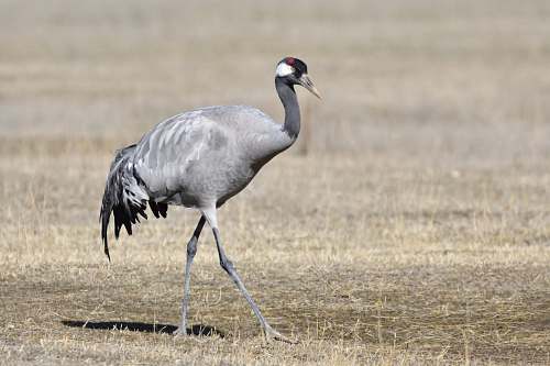 bird silver long-legged bird crane bird