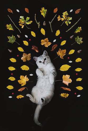 pet silver tabby cat surrounded by leaves cat