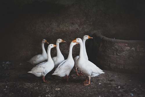 bird six white goose goose
