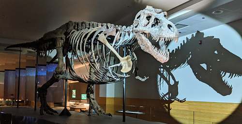 reptile skeleton dinosaur museum