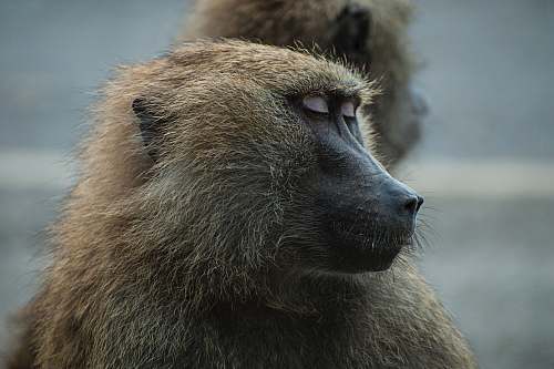 monkey sleeping brown primate wildlife