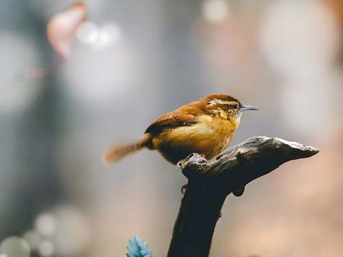 bird small brown bird perched on branch wren