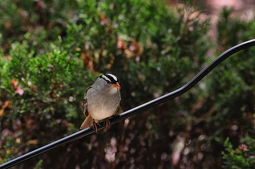 finch small grey bird sparrow