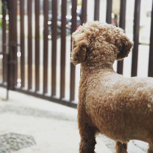mammal small long-coated tan dog near metal bars sheep