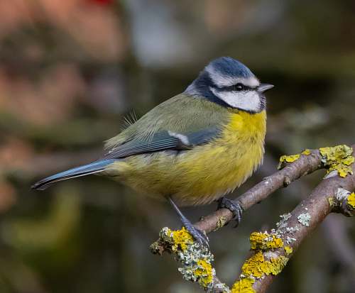 bird small yellow and blue bird finch