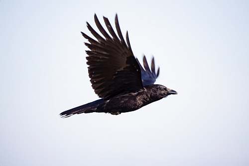 bird soaring crow agelaius