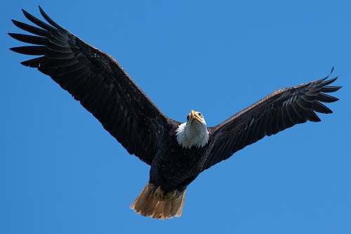 bird soaring eagle eagle