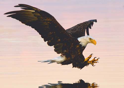 bird soaring eagle over water bald eagle