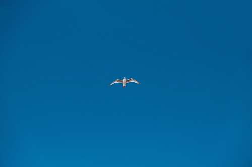 bird soaring white bird flying
