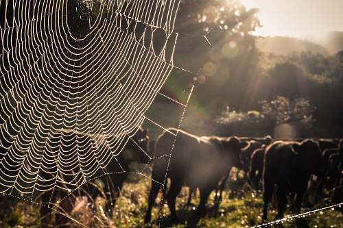 cattle spider web cow