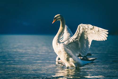 bird swan spreading wings in body of water swan