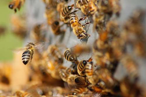 bee swarm of bees insect