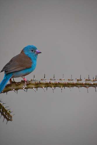 bird teal and gray bird on thorny plant bluebird