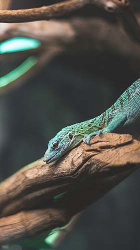 lizard teal lizard on branch reptile