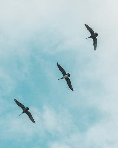 bird three bird flying on air during daytime flying