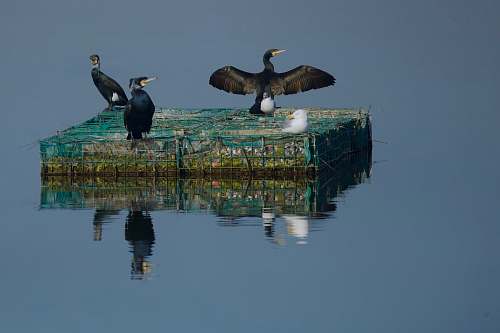 bird three birds on floating platform on body of water waterfowl