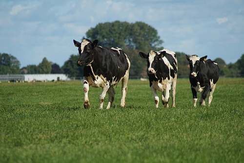 cattle three black and white cows walking along a grass field cow