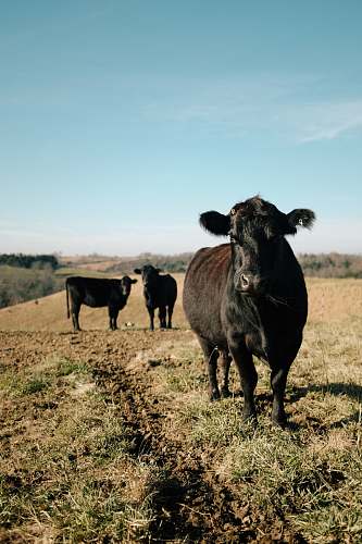 cattle three black cows on grassland during daytime cow