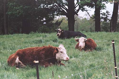 cattle three brown and black cattles on grass field beside trees cow