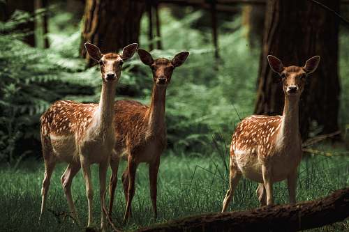 mammal three brown deer standing on grass field antelope
