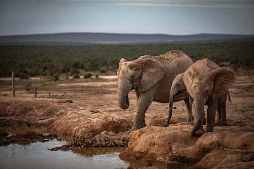 mammal three brown elephants near body of water elephant
