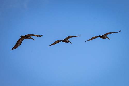 flying three brown seagulls flying bird