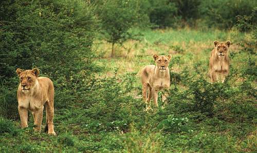 mammal three cougars lion