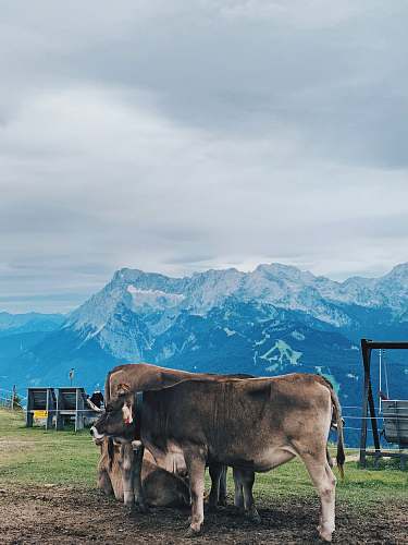 cattle three cows cow