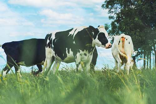 cattle three cows standing on green grass cow