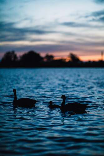 bird three ducks on calm body of water waterfowl