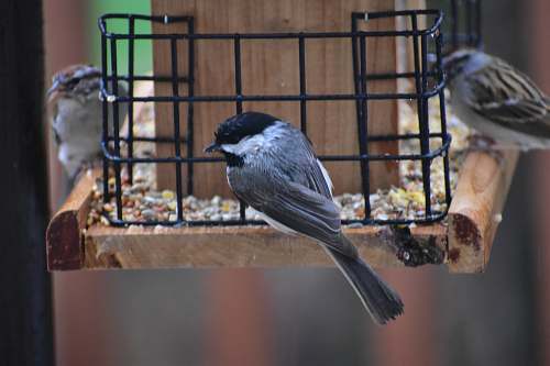 bird three gray birds bird feeder