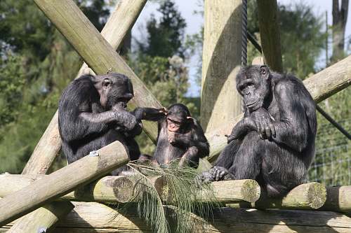 ape three grey monkey close-up photography mammal