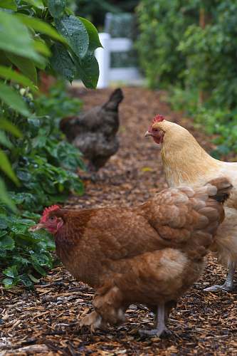 chicken three hens beside plants hen
