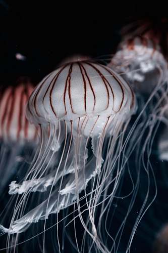 jellyfish three jellyfish closeup photo invertebrate