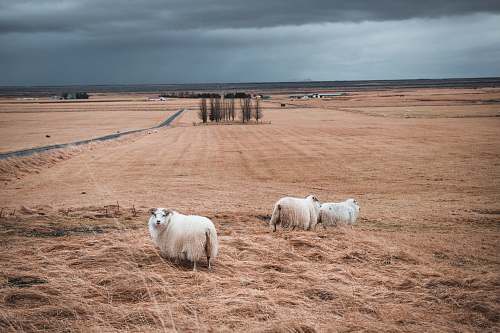 mammal three lamb on brown grass field sheep