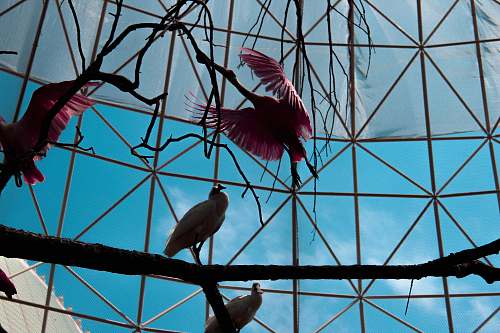 bird three pink birds architecture