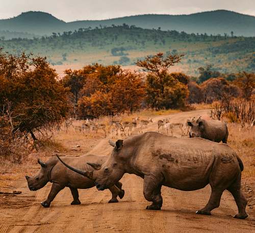 wildlife three rhinos walking on farm road rhino