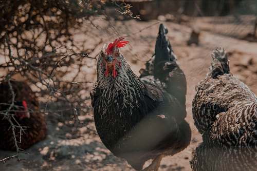 bird three roosters near shrub chicken