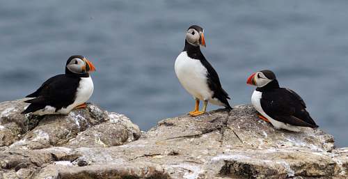 bird three white-and-black puffin birds on a rock puffin