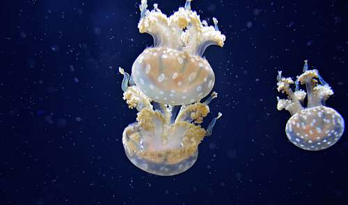 jellyfish three white-and-yellow jellyfishes swimming underwater sea life