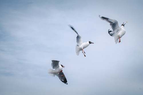 bird three white birds on mid air flying