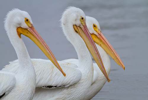 bird three white birds swimming on body of water pelican