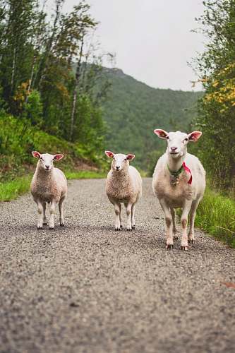 sheep three white goats on dirt road during day mammal