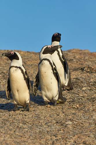bird three white penguins on brown surface penguin