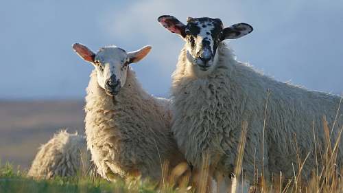 mammal three white sheeps sheep