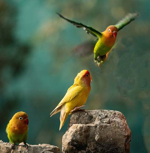 bird three yellow-and-green birds finch