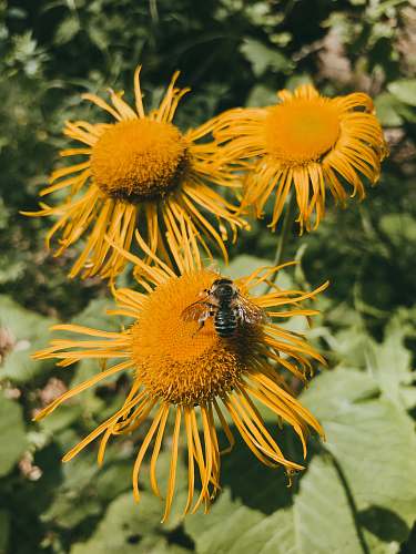 bee three yellow cluster flowers insect