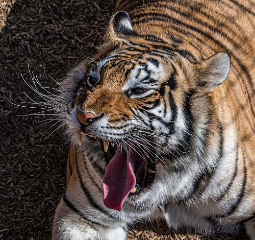 wildlife Tiger animal mammal